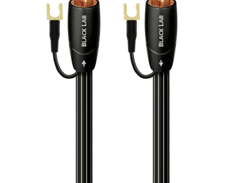 Black Lab RCA                  黑拉布拉多