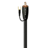 Black Lab RCA                  黑拉布拉多